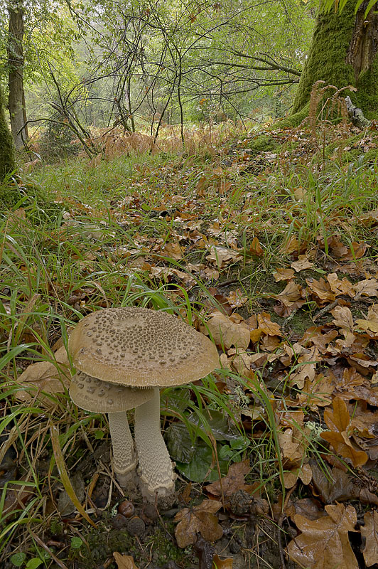 Amanita meridioceciliae